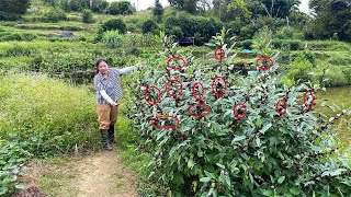 大叔从云南花高价买的植物种子，如今结满果实，全村人却说不能吃