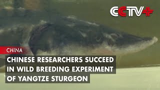 Chinese Researchers Succeed in Wild Breeding Experiment of Yangtze Sturgeon