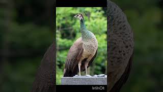 #peacock #peacockbeauty #peacocklovers #peacocks #birds #nature #wildlife #peacockdance #peacock #bi