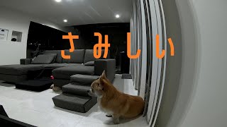 【ミックス犬】切な寂しいお留守番【ペキニーズ×コーギー】