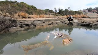 大潮后200平大坑成虾蛄窝，还有生气就吐水的奇怪生物，属实罕见