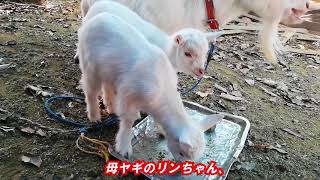 リンちゃんの出産から1ヶ月。　子ヤギは2匹ともすこぶる元気です。