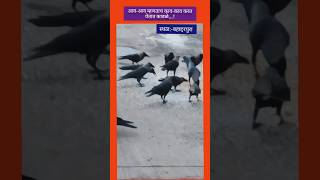 आव-आव म्हणताच काव-काव करत येतात कावळे #shortsvideo #youtubeshorts #salute#birds