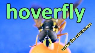 Hoverfly under the MICROSCOPE // invisible world