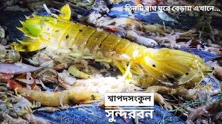 তিনটি বাঘের আস্তানা- জামতলা | শ্বাপদসংকুল সুন্দরবন | পর্ব ১২ | সিজন ১৬ | Mohsin ul Hakim