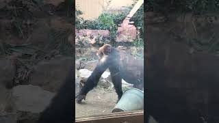 父モモタロウにちょっかいを出す息子ゲンタロウ😅 Gentaro teases Momotaro 2022.11.17 kyoto city zoo #gorilla