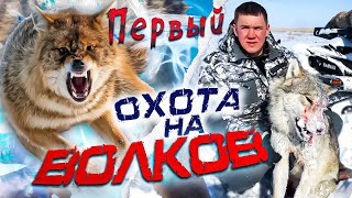 охота на волков.МОЙ ПЕРВЫЙ В ЖИЗНИ ВОЛК!