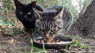 猫たちが美味しそうに食べた。The cats ate deliciously.  Vol.537