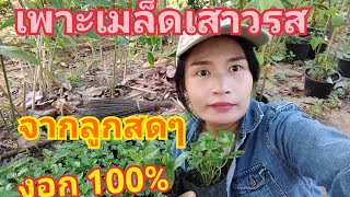 เพาะเมล็ดเสาวรสจากลูกสด ไม่ต้องรอตากเมล็ดงอกดีมาก100%