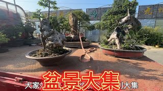 盆景大集各种杂木盆景好货多多品种齐全 喜欢捡漏价了