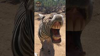 Animal transformation | Funny zebra #animalshorts #animals #zebra #funny