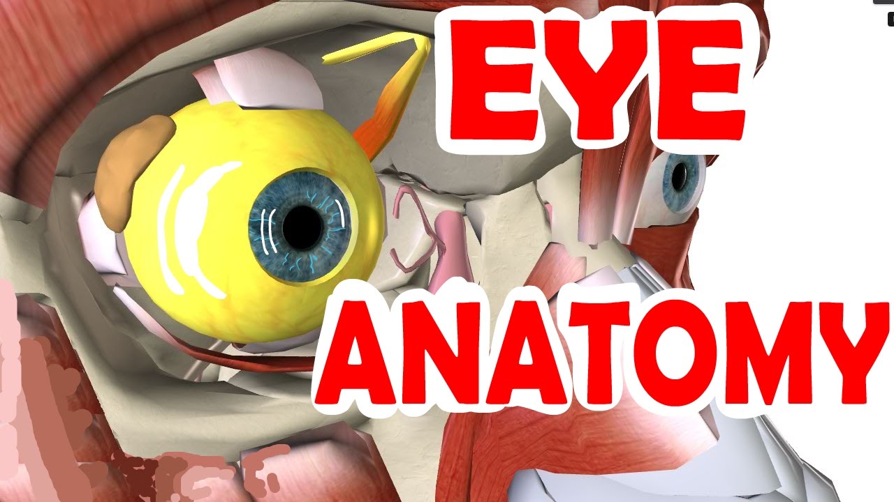 Eye Anatomy And Physiology Pupil Iris Retina Cornea Sclera
