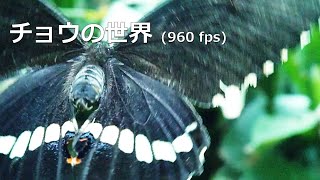 チョウの世界（スロー960fps）#スローモーション