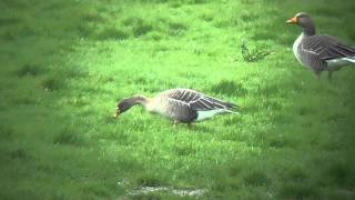 Taiga Bean Goose