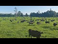 Grass Measuring & Paddock Layout