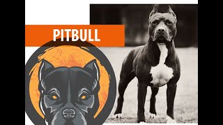 American Pit Bull Terrier | Американский питбультерьер | Нохойн үүлдэр №08