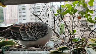 金背鳩7 20230319 蛋齡14天 早上公鳥進巢，母鳥離巢。公鳥用鳥喙調整蛋的位置，再坐上去孵蛋。