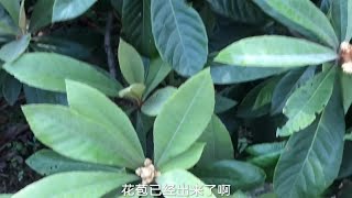 为了可以采到美味的枇杷蜜，养蜂人要花费好多时间找一个放蜂场地