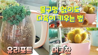 succulent plant. , 물구멍 없는 생활 소품이 다육이를 건강하게 키우는 방법! 잘 자라고 있는 다육이도 구경시켜 드립니다 ㅎ