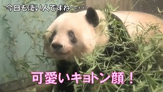 1/17シャンシャンの可愛いキョトン顔！たくさんのお客さんにビックリしてる？giantpanda @tokyo 上野動物園