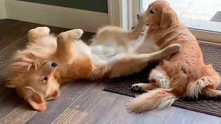 Cute Golden Retriever wants to play, but the other dog isn't having it CUTE ANIMALS Cat Dog, Hamster