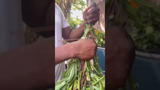 Ancestors favorite verges herb leaf ~ Cassava leafs for man total immunity #nature #healthy