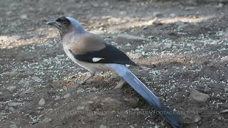 Grey Treepie, Dendrocitta formosae