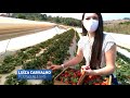 a produção de morango em pouso alegre dura o ano inteiro e movimenta cerca de r$ 120 milhões