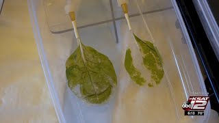 Video: Lung on a leaf