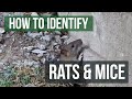 The Differences Between Rats and Mice: Rats VS Mice