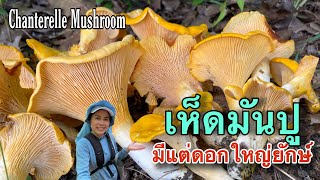 CHANTERELLE MUSHROOM PICKING 2023 เก็บเห็ดมันปูรอบนี้ได้ดอกใหญ่ตลอดทั้งคลิปรับประกันความฟินดอกต่อดอก