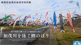 加茂川の上空を、約500匹もの鯉のぼりが泳ぐ「加茂川を泳ぐ鯉のぼり」