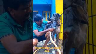 ராக்சி || ROCKSY || GREAT DANE || கிரேட் டேன் || SHORTS