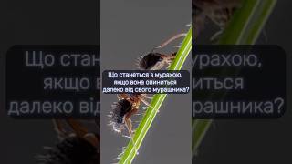 ЩО СТАНЕТЬСЯ, ЯКЩО МУРАХА ЗАГУБИТЬСЯ? УНІКАЛЬНІ ФАКТИ ПРО МУРАХ