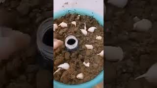 garlic cultivation in home garden