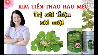 KIM TIỀN THẢO RÂU MÈO_ trị sỏi thận, sỏi bàng quang, sỏi mật. |Dược Sĩ Ngọc Bé|