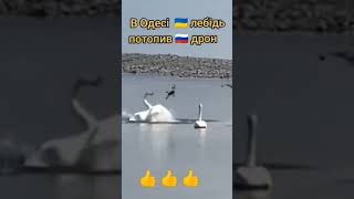 11 серпня 2024р. В Одесі🇺🇦Лебідь потопив🇷🇺Дрон. Став лайк🙏👍#зсу #війна #зсу_найкращі