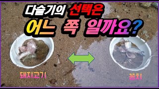 다슬기 잡기 (7), 다슬기가  좋아하는 고기는? 다슬기 잡는방법, 다슬기 함정, 다슬기 먹이, 다슬기 많은곳 marsh snail