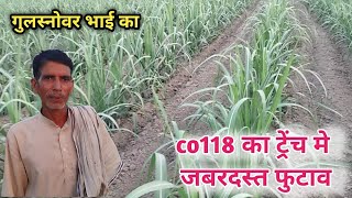 CO118 sugarcane veraity का जबरदस्त फुटाव ट्रेंच विधि में गुल्सनवर भाई जिला सहारनपुर का