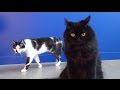 8 Signs Your Cat is Trying to Kill You! 8 Signs Your Cat is Trying to Kill You!