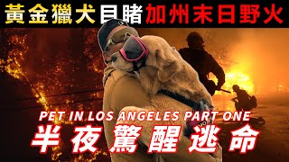 黃金獵犬的驚險旅程🔥野火吞噬洛杉磯！這是我們從未見過的場面 | 美國VLOG EP-8 【Travelling with Golden Retriever in LA】