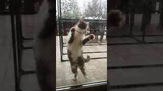 Funny Cat ❤️❤️😍🤣 Cha Cha Cha / Vicces cica