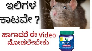 ಹೀಗೆ ಮಾಡಿದರೆ ಜನ್ಮದಲ್ಲಿ ಇಲಿಗಳು ನಿಮ್ಮನೆ ಹತ್ತಿರ ಬರುವುದಿಲ್ಲ|| ಇಲಿ ಕಾಟಕ್ಕೆ ಹೇಳಿ ಗುಡ್ ಬೈ|| Get rid of rats