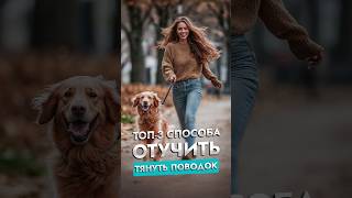 Топ 3 способа отучить собаку тянуть поводок | Советы кинолога | ЛавГав