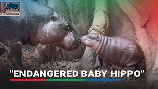 Czech zoo shows off endangered baby hippo | ABS-CBN News