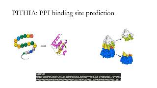 PITHIA: protein interaction site prediction... - Seyedmohsen Hosseini - 3DSIG - Abstract - ISMB 2022