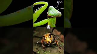 [閲覧注意]オオスズメバチvsオオカマキリ