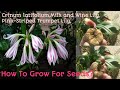 🌷90-How To Grow Crinum Latifolium🌻Milk and Wine Lily🌻Pink-Striped Trumpet Lily🌻 for Seeds!