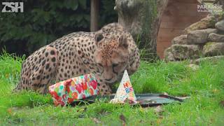 Cheetah Celebrates Birthday In Style