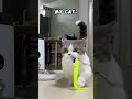 battle of the cats pets kitten cats animals funnycats funny